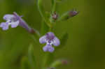 Drummond's false pennyroyal